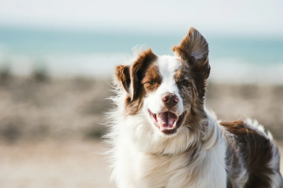 Dog outdoors